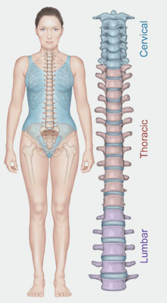 Inland Northwest Spine in Coeur d'Alene, Idaho. Anatomy of the Spine.