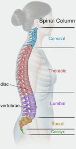 Inland Northwest Spine in Coeur d’Alene, Idaho. Anatomy of the Spine.